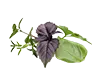 herbes